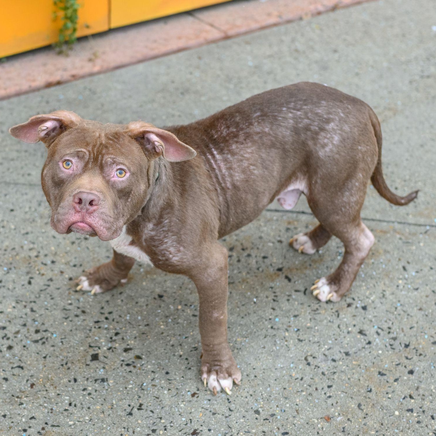 Enlarge CUBBY, a ADOPTABLE Pit Bull Terrier in Hamilton, NJ image 4/4