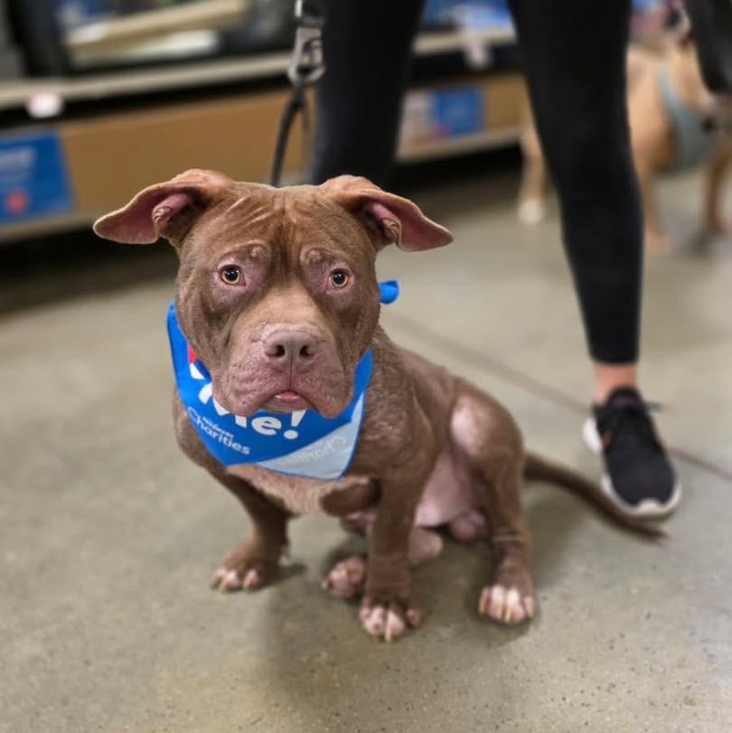 Enlarge CUBBY, a ADOPTABLE Pit Bull Terrier in Hamilton, NJ image 1/4