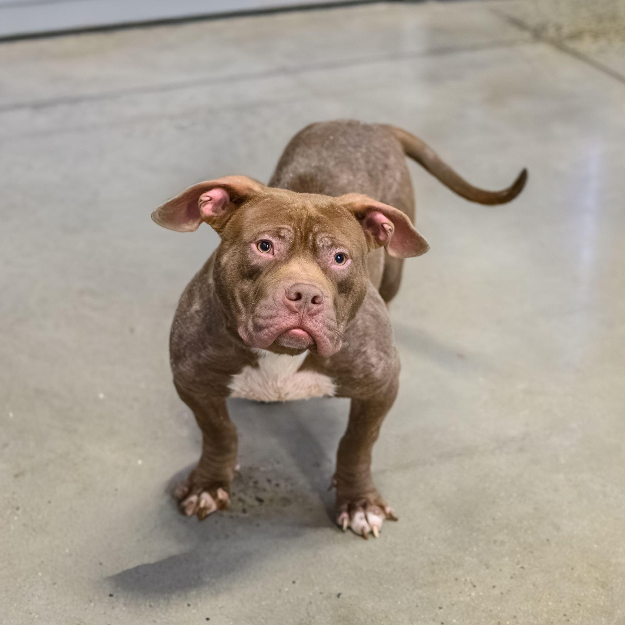 Enlarge CUBBY, a ADOPTABLE Pit Bull Terrier in Hamilton, NJ image 2/4