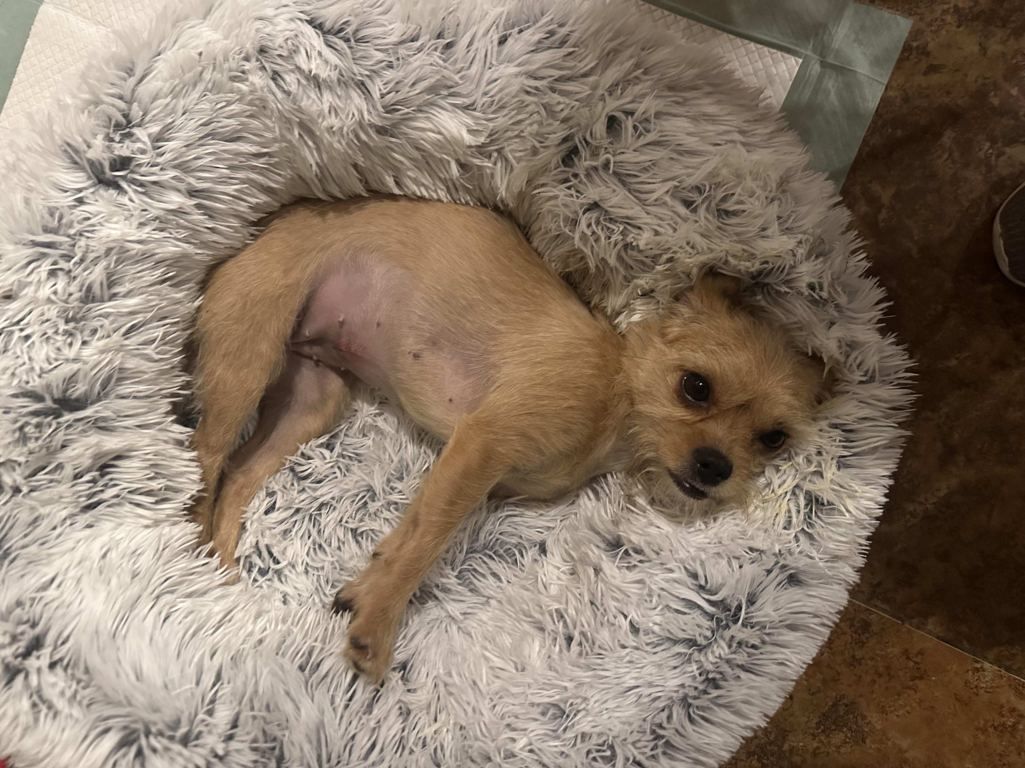 Noel , a ADOPTABLE Terrier in Las Vegas, NV image 1/2