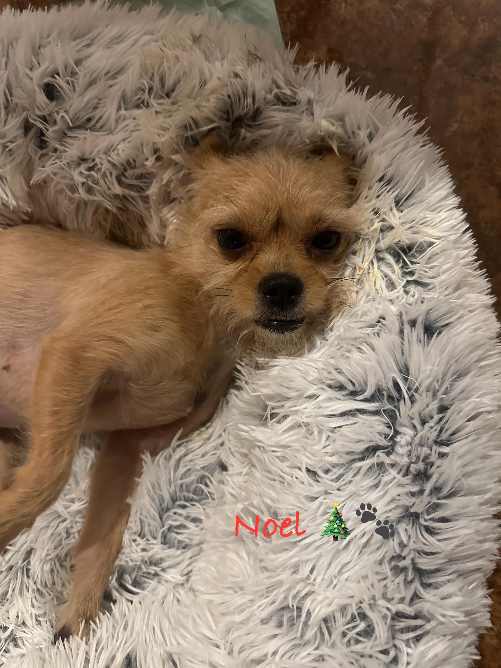 Noel , a ADOPTABLE Terrier in Las Vegas, NV image 2/2
