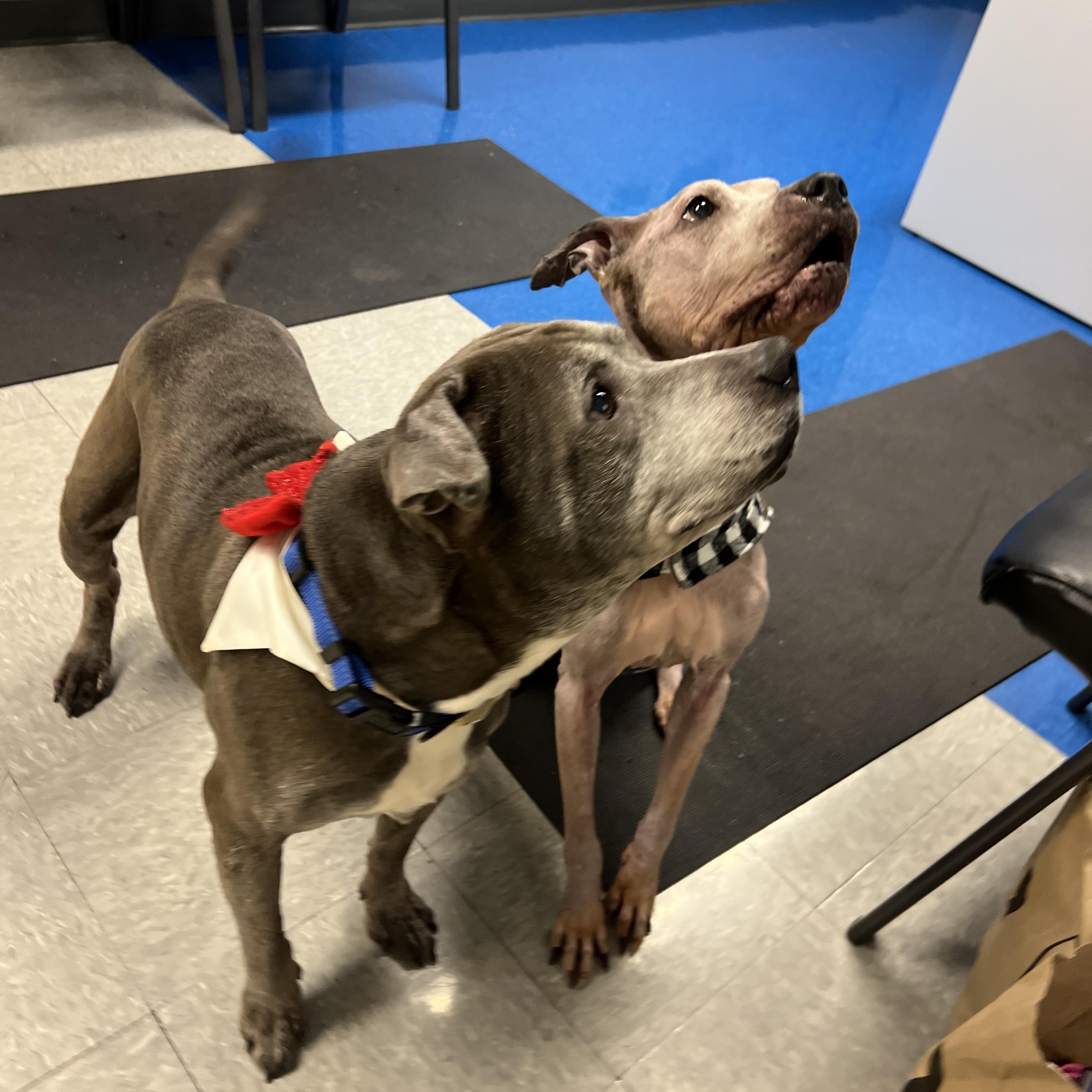 Enlarge Snupe, a Adoptable Pit Bull Terrier in Parkton, MD image 3/6