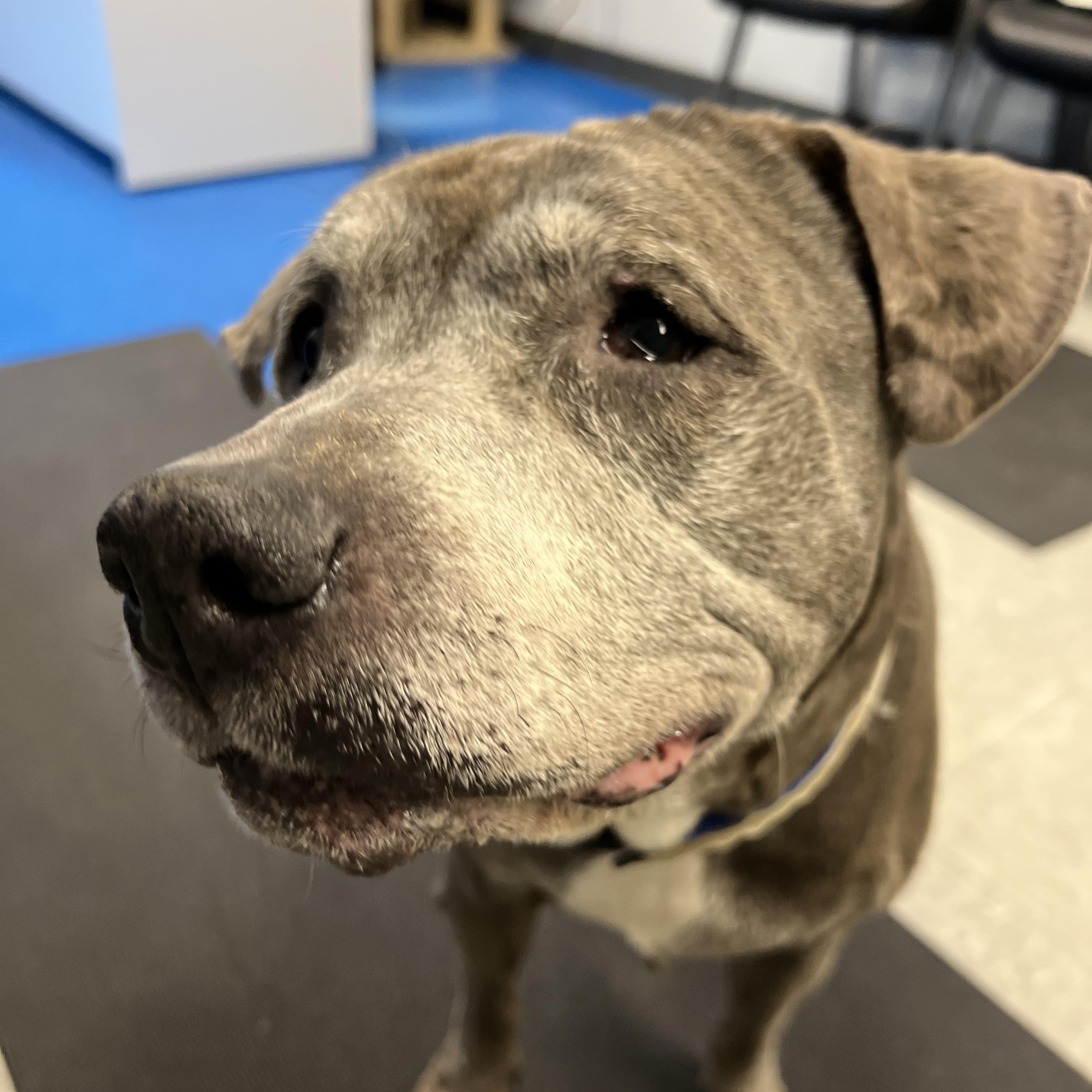 Enlarge Snupe, a Adoptable Pit Bull Terrier in Parkton, MD image 4/6