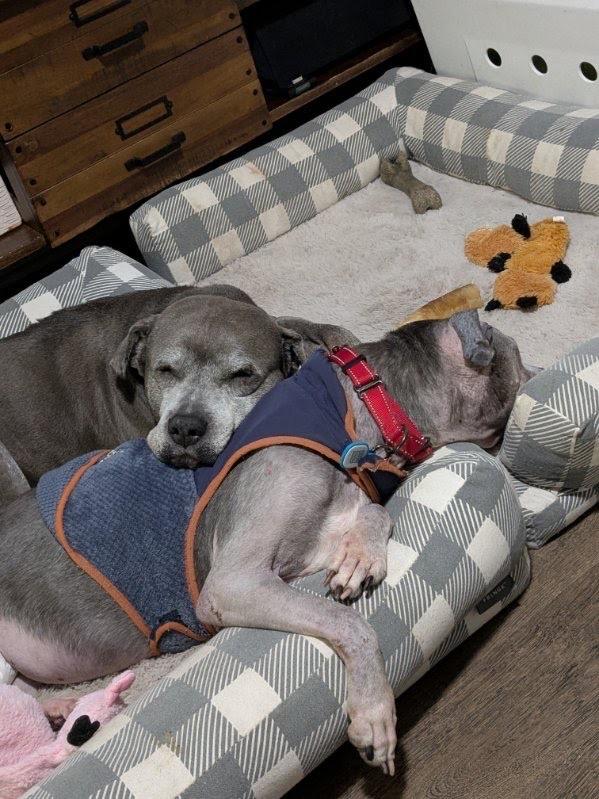 Enlarge Snupe, a Adoptable Pit Bull Terrier in Parkton, MD image 1/6