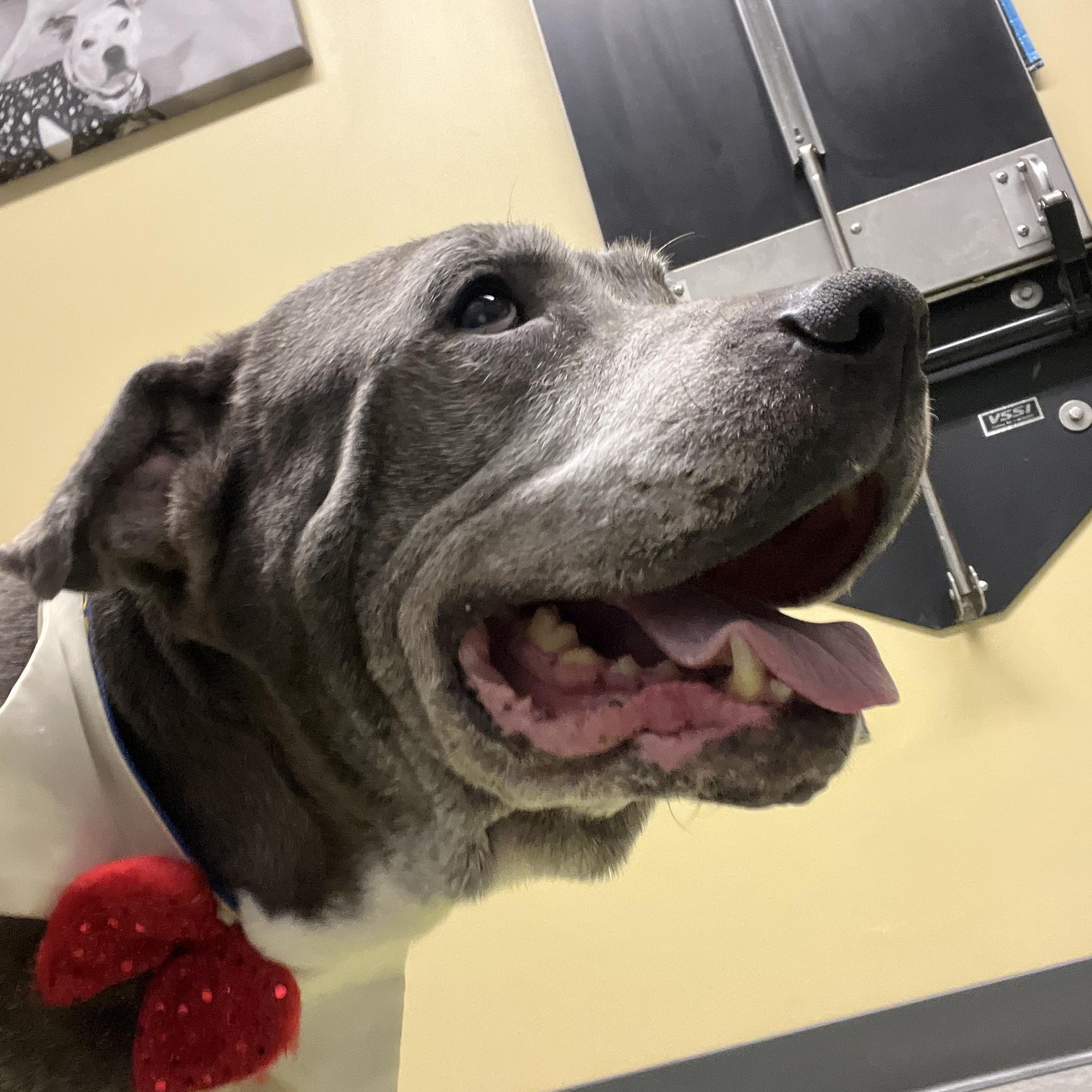 Enlarge Snupe, a Adoptable Pit Bull Terrier in Parkton, MD image 5/6