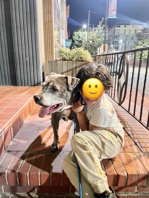 Enlarge Snupe, a Adoptable Pit Bull Terrier in Parkton, MD image 2/6