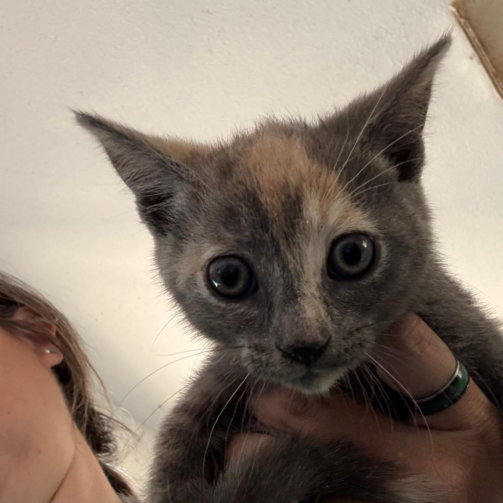 Enlarge Eliza, a Adoptable Domestic Short Hair in Yucaipa, CA image 1/1