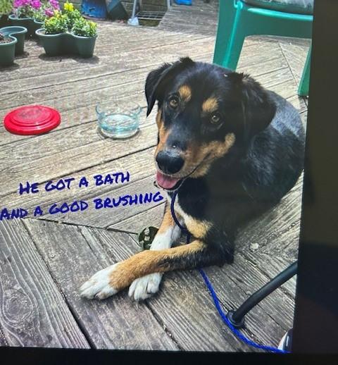 Rilo, Adult Male Rottweiler