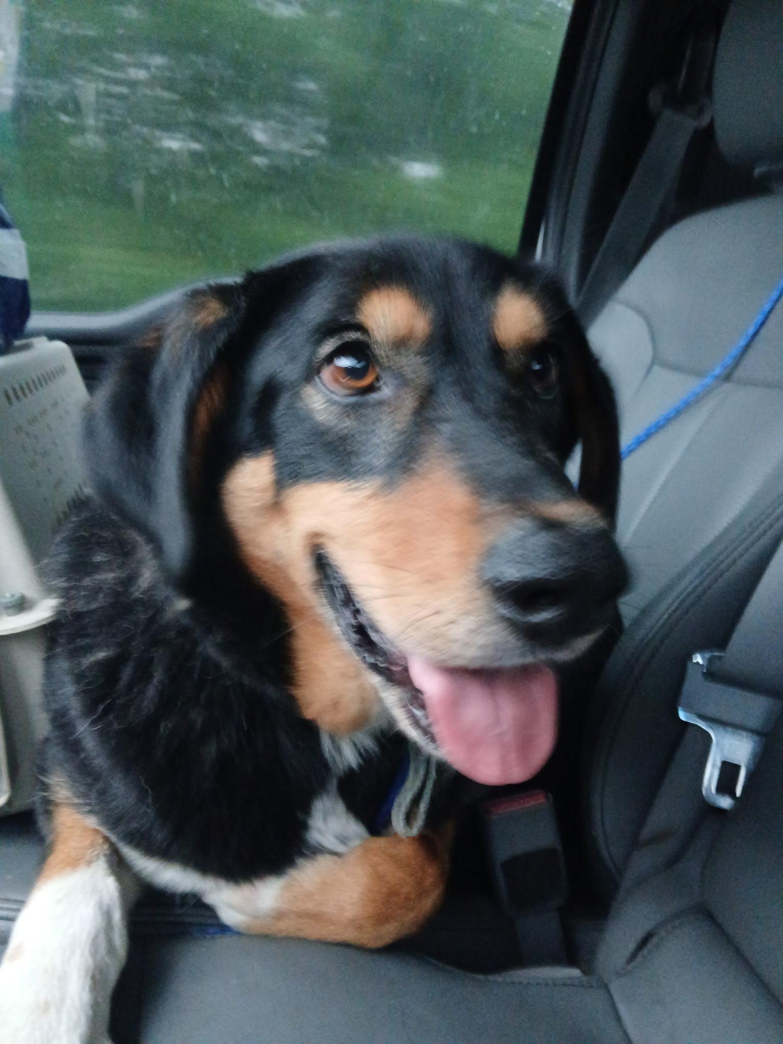 Rilo, a Adoptable mixed breed in Lonsdale, AR image 4/6