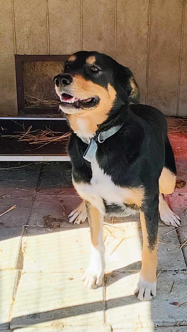 Rilo, a Adoptable mixed breed in Lonsdale, AR image 6/6