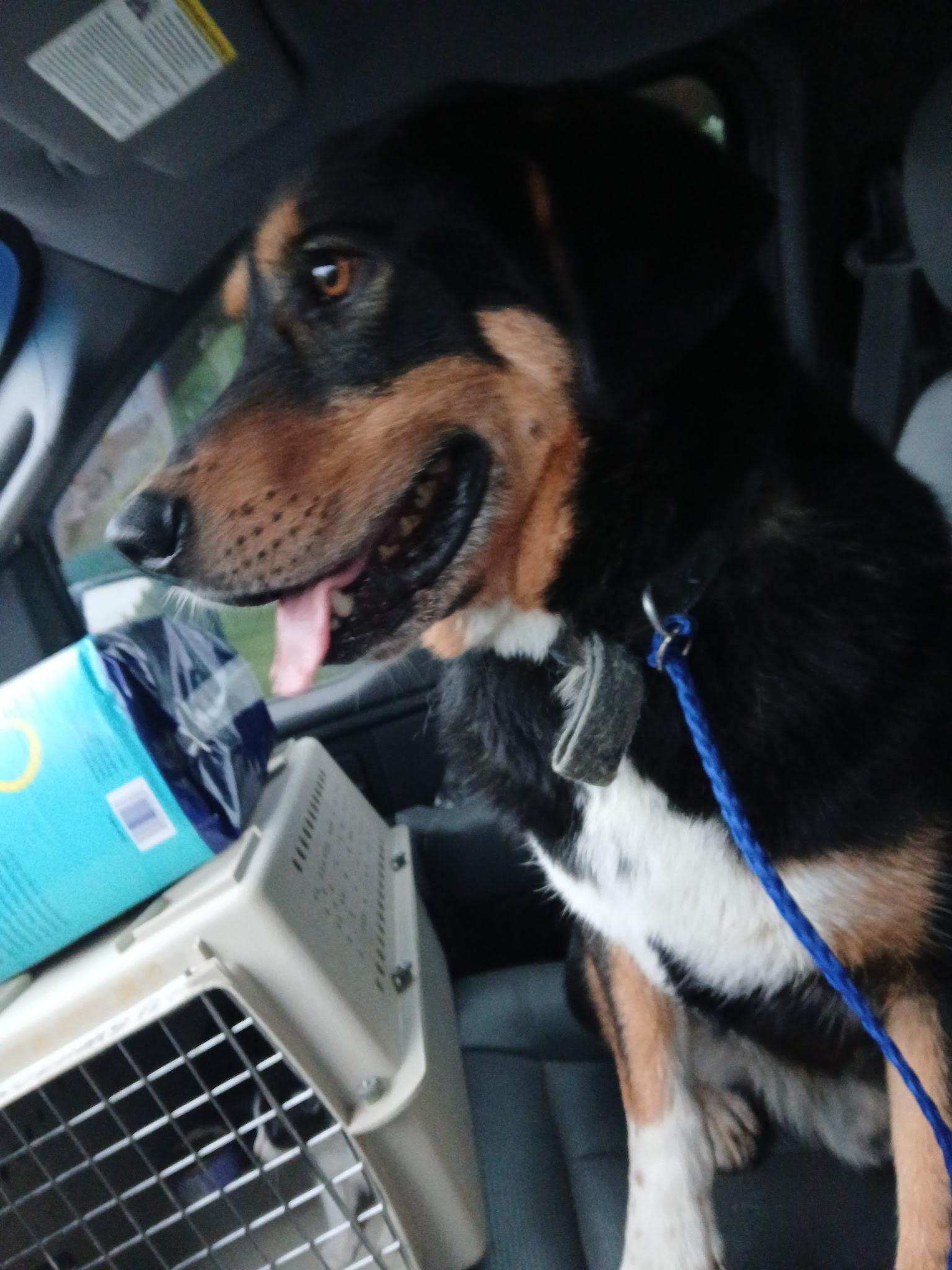 Rilo, a Adoptable mixed breed in Lonsdale, AR image 5/6