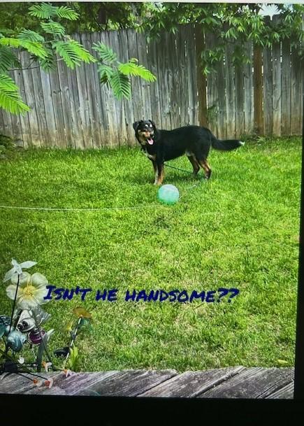 Rilo, a Adoptable mixed breed in Lonsdale, AR image 3/6