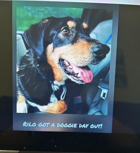 Rilo, a Adoptable mixed breed in Lonsdale, AR image 2/6