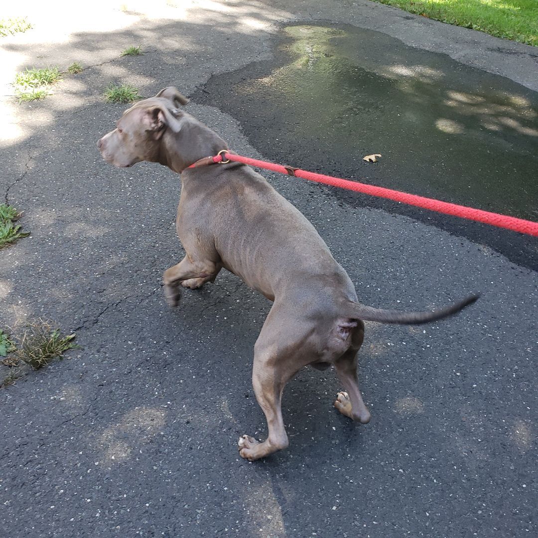 Enlarge FORTY, a Adoptable mixed breed in Newtown, CT image 3/4