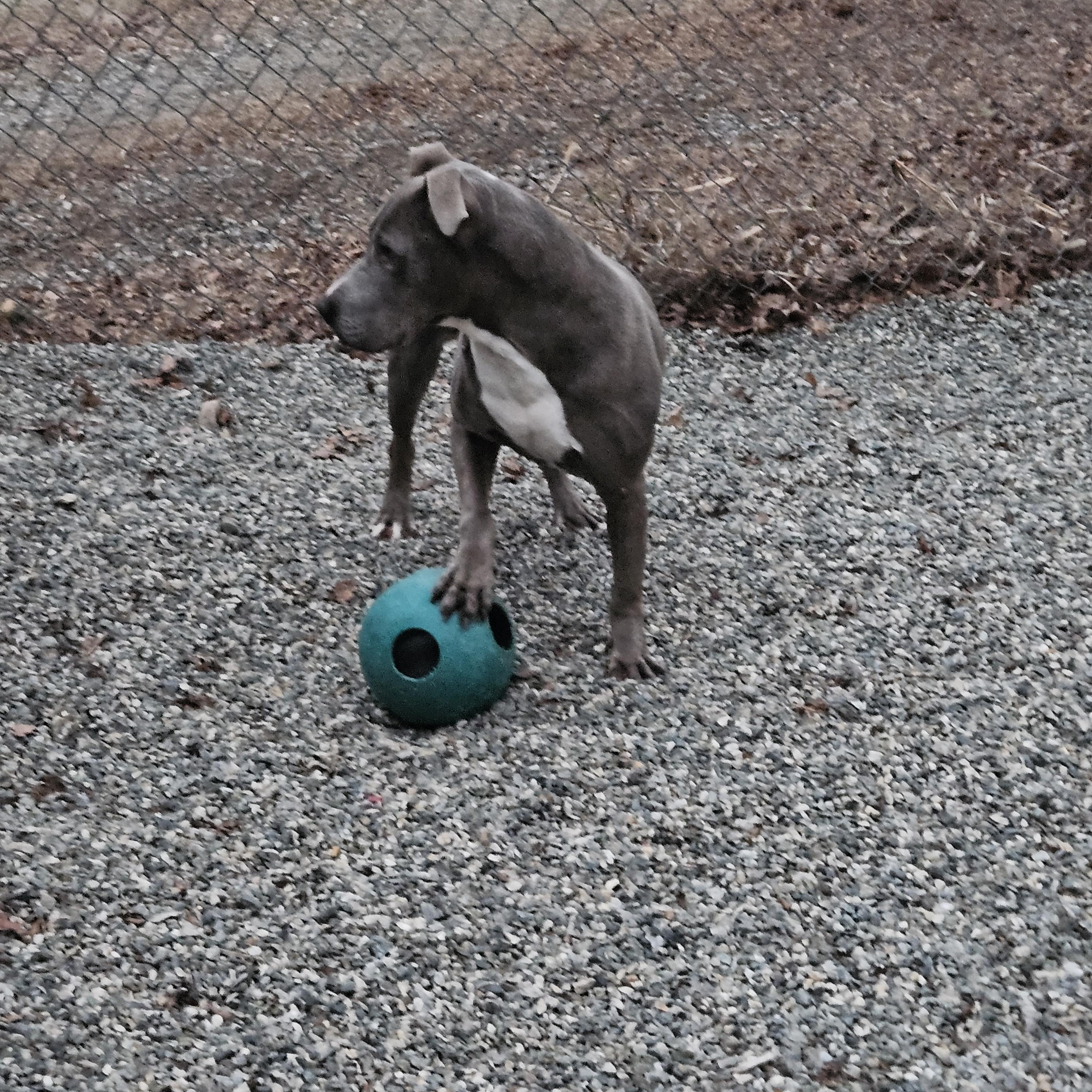 Enlarge FORTY, a Adoptable mixed breed in Newtown, CT image 2/4