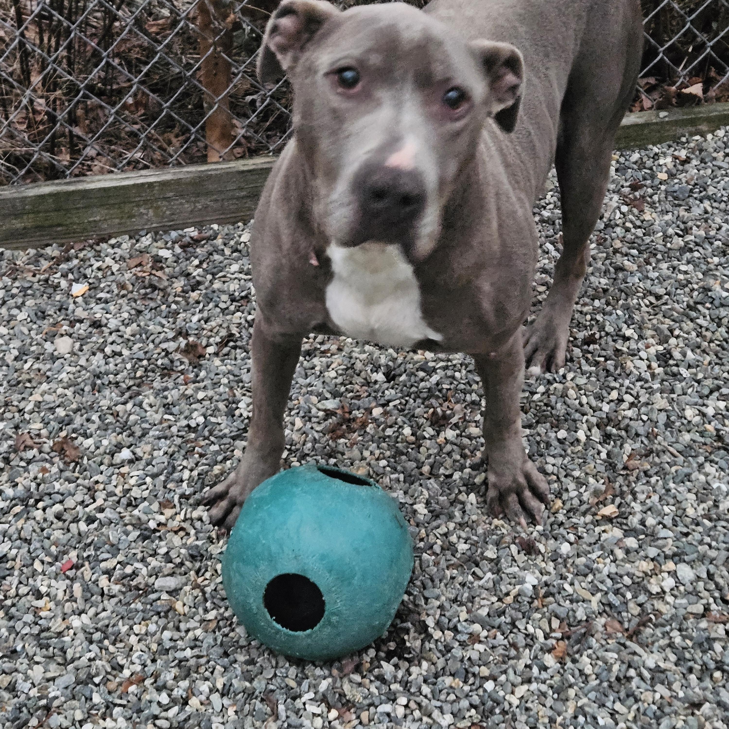 FORTY, Adoptable, Adult Male Pit Bull Terrier.