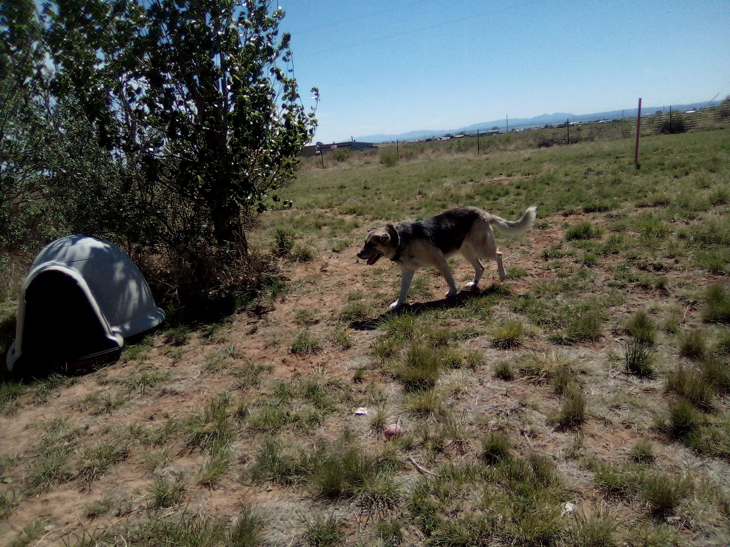 Enlarge Chloe, a Adopted mixed breed in Moriarty, NM image 1/1