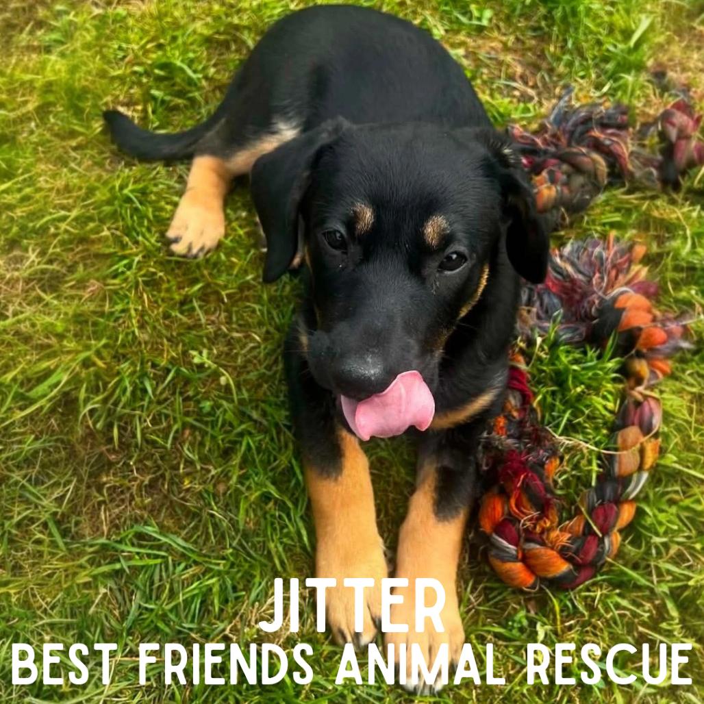 Jitter, Adoptable, Puppy Female Pit Bull Terrier.