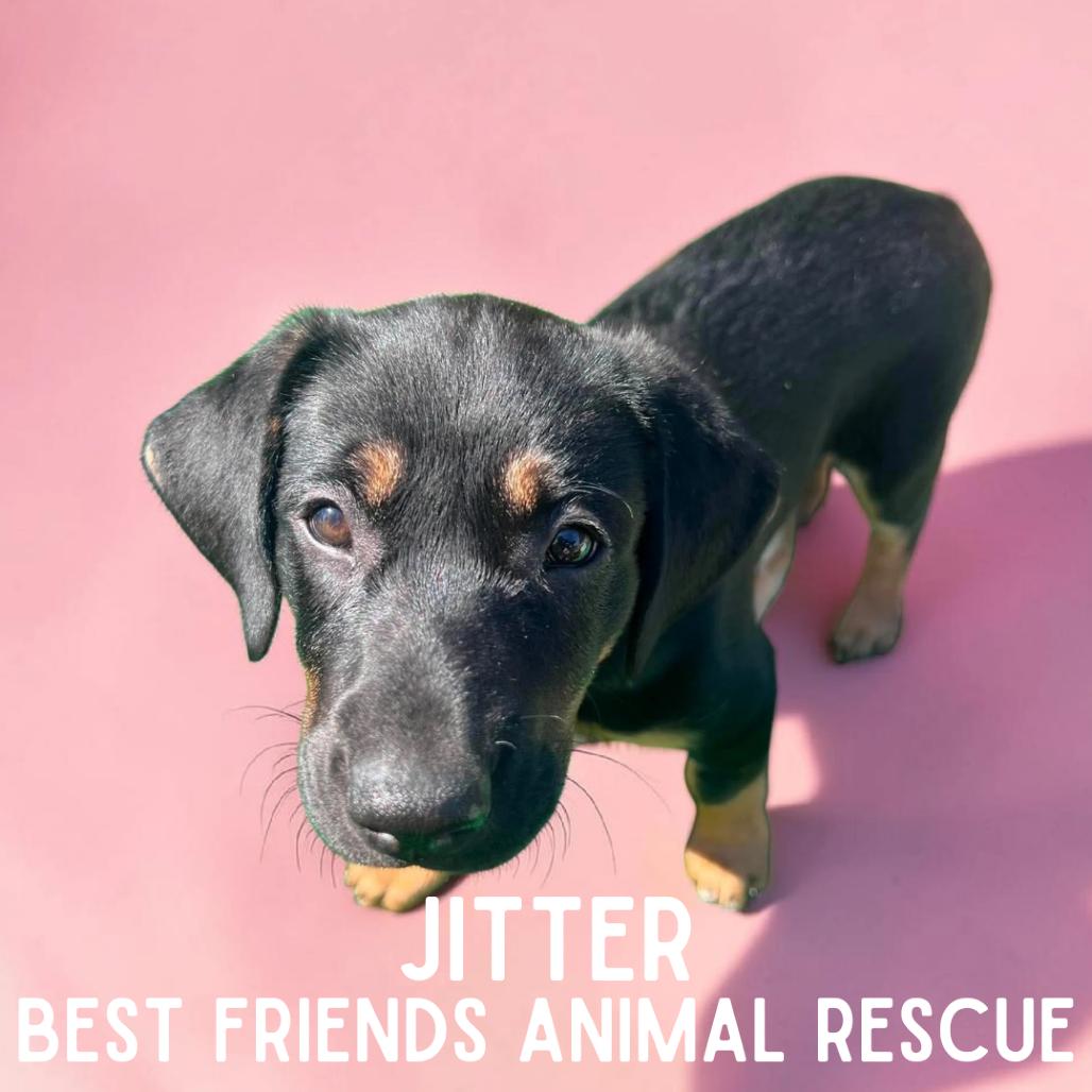 Jitter, a Adoptable Pit Bull Terrier in Wasilla, AK image 2/2