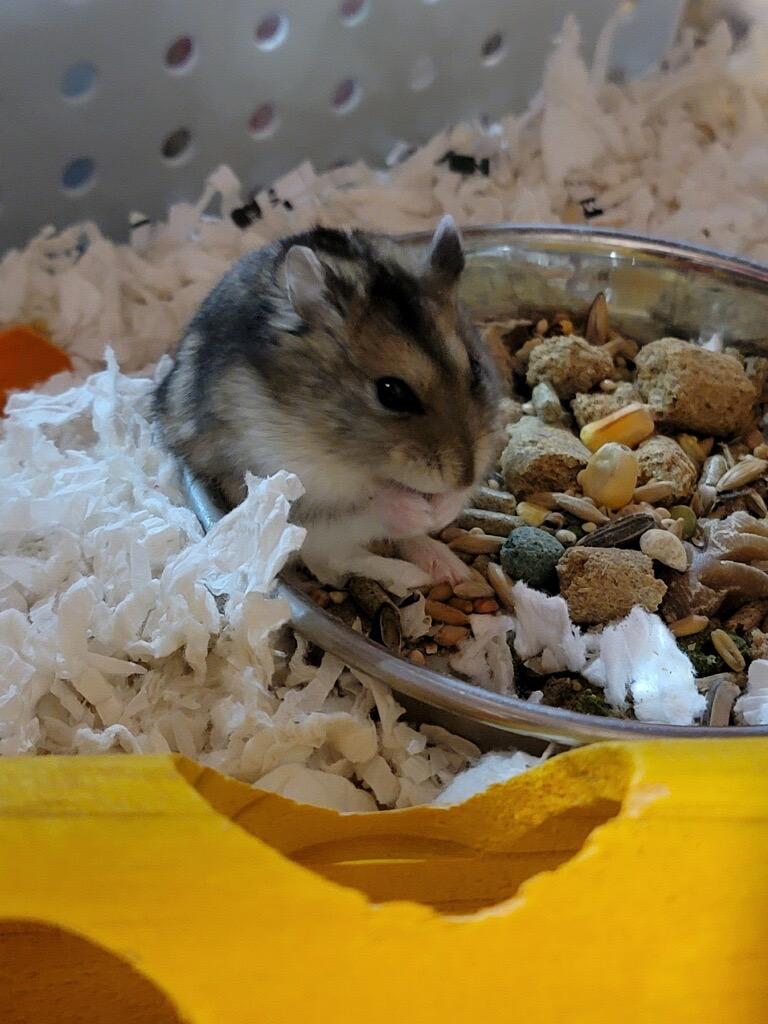 Enlarge Pepperjack, a Adoptable Hamster in Indianapolis, IN image 1/1