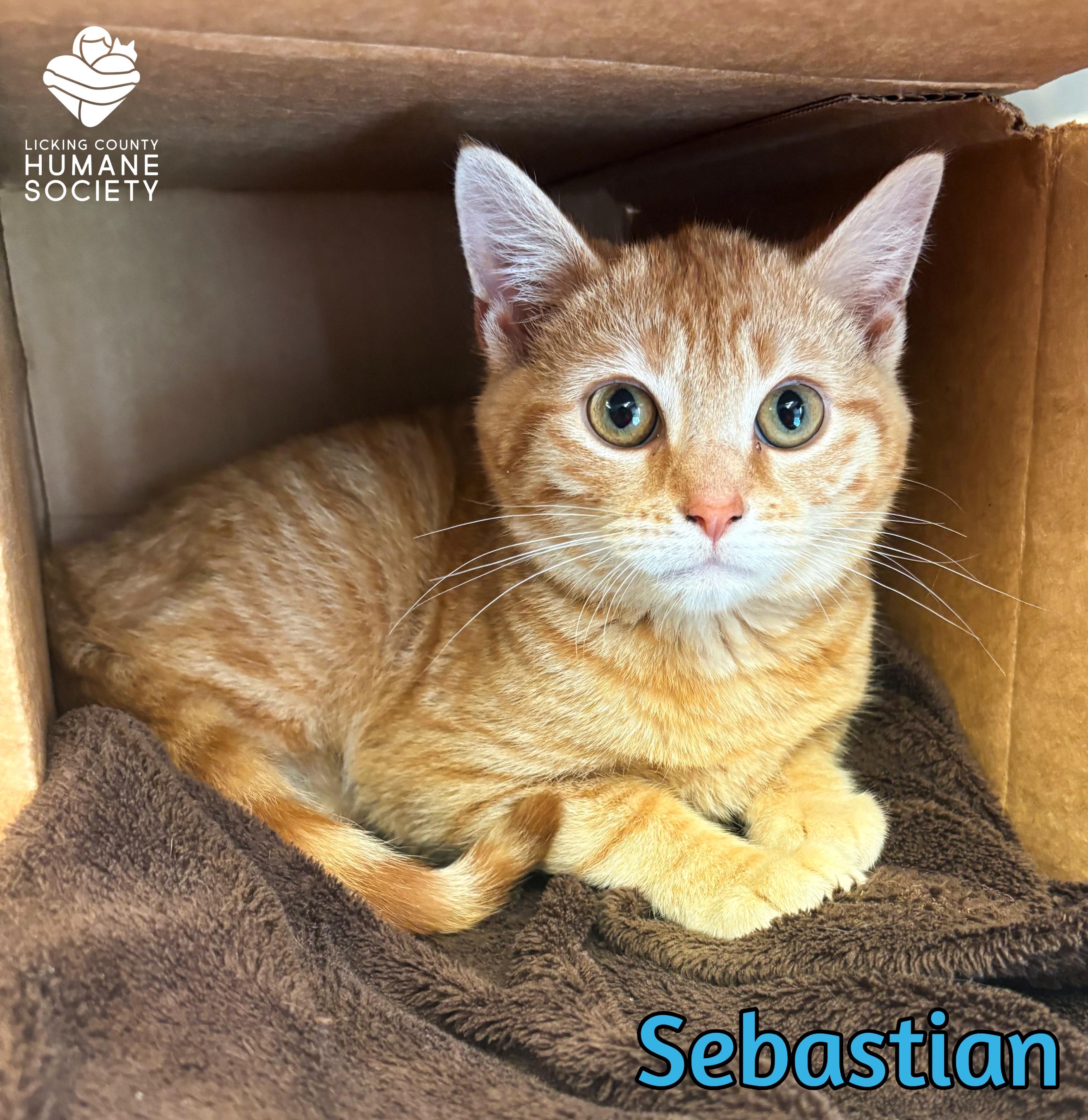 Sebastian, ADOPTABLE, Kitten Male Domestic Short Hair.
