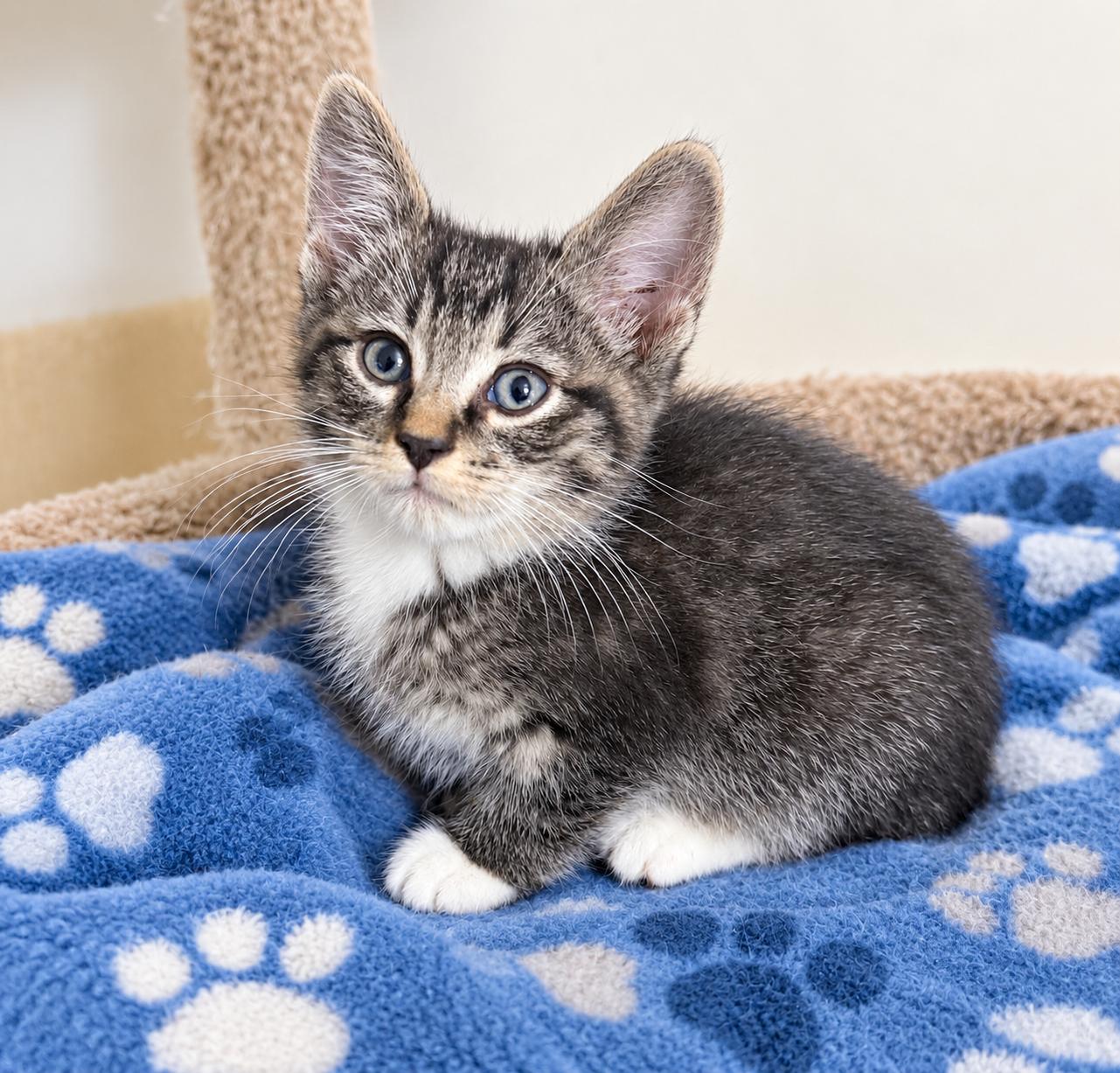 Enlarge Ace, a Adoptable Domestic Short Hair in Pickerington, OH image 1/1