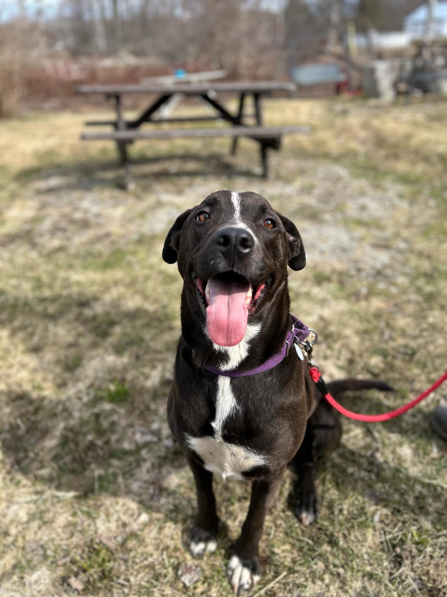 Wag, a Adoptable mixed breed in Glover, VT image 1/2