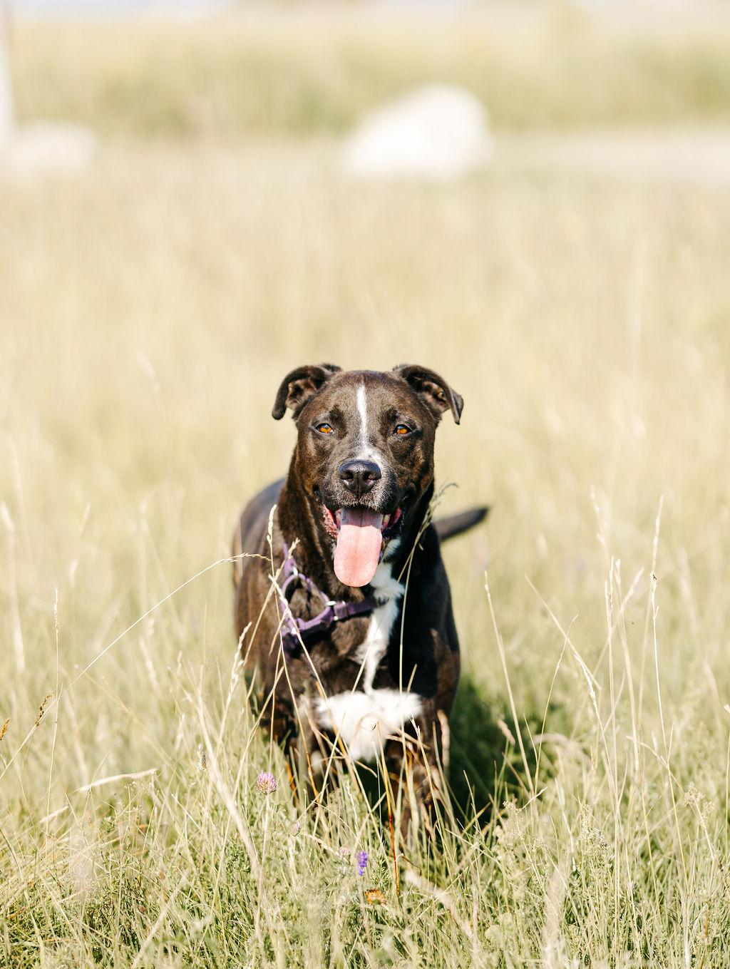 Wag, Adoptable, Adult Male Labrador Retriever.