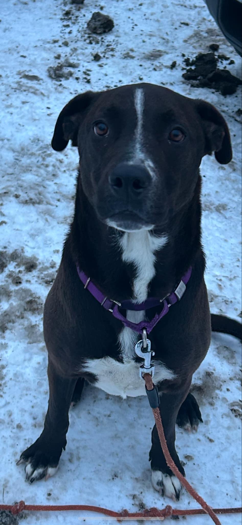 Enlarge Wag, a Adoptable mixed breed in Glover, VT image 3/6