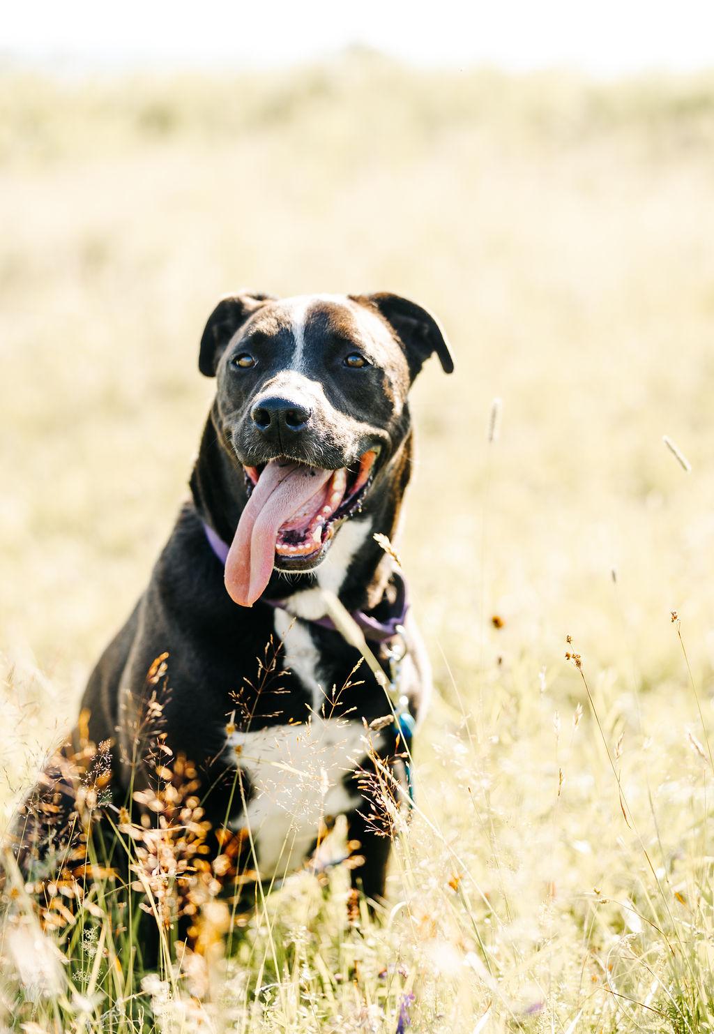Enlarge Wag, a Adoptable mixed breed in Glover, VT image 2/2