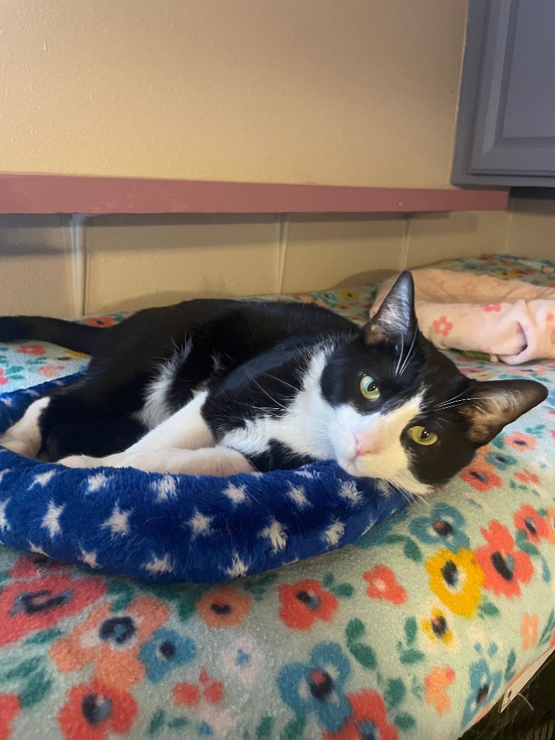 Enlarge Beetle, an adoptable Domestic Short Hair in Tahlequah, OK image 1/6