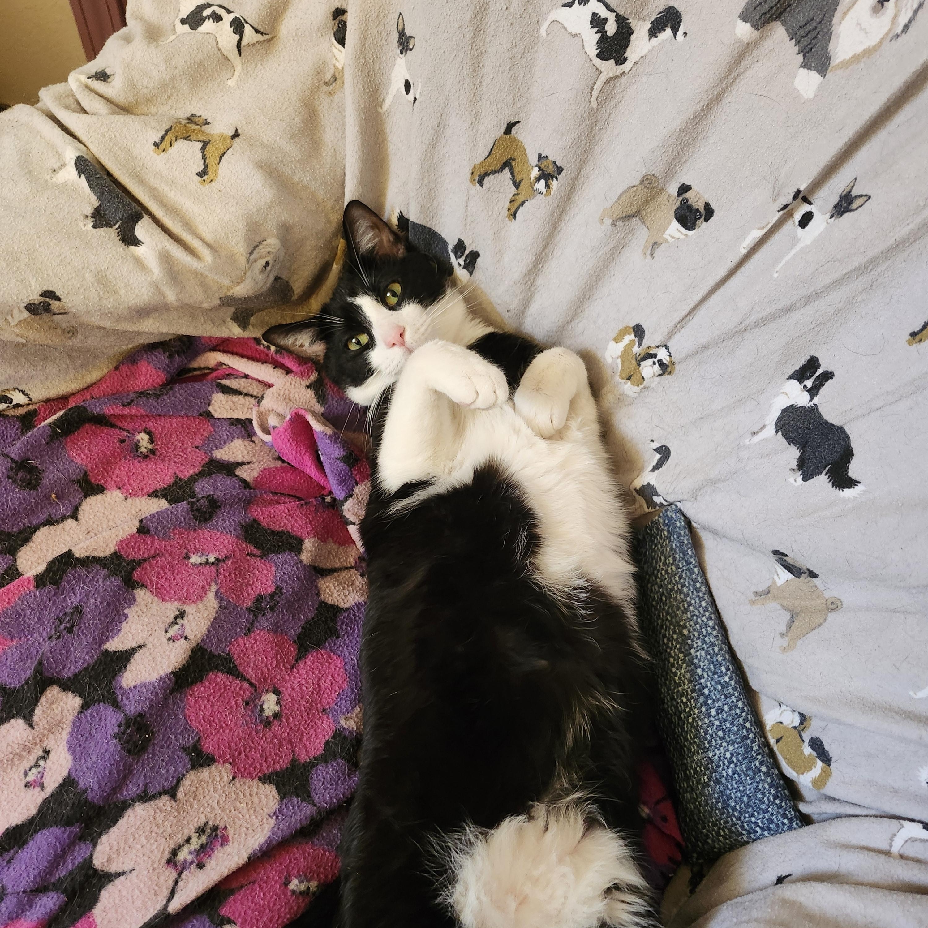 Enlarge Beetle, an adoptable Domestic Short Hair in Tahlequah, OK image 2/6