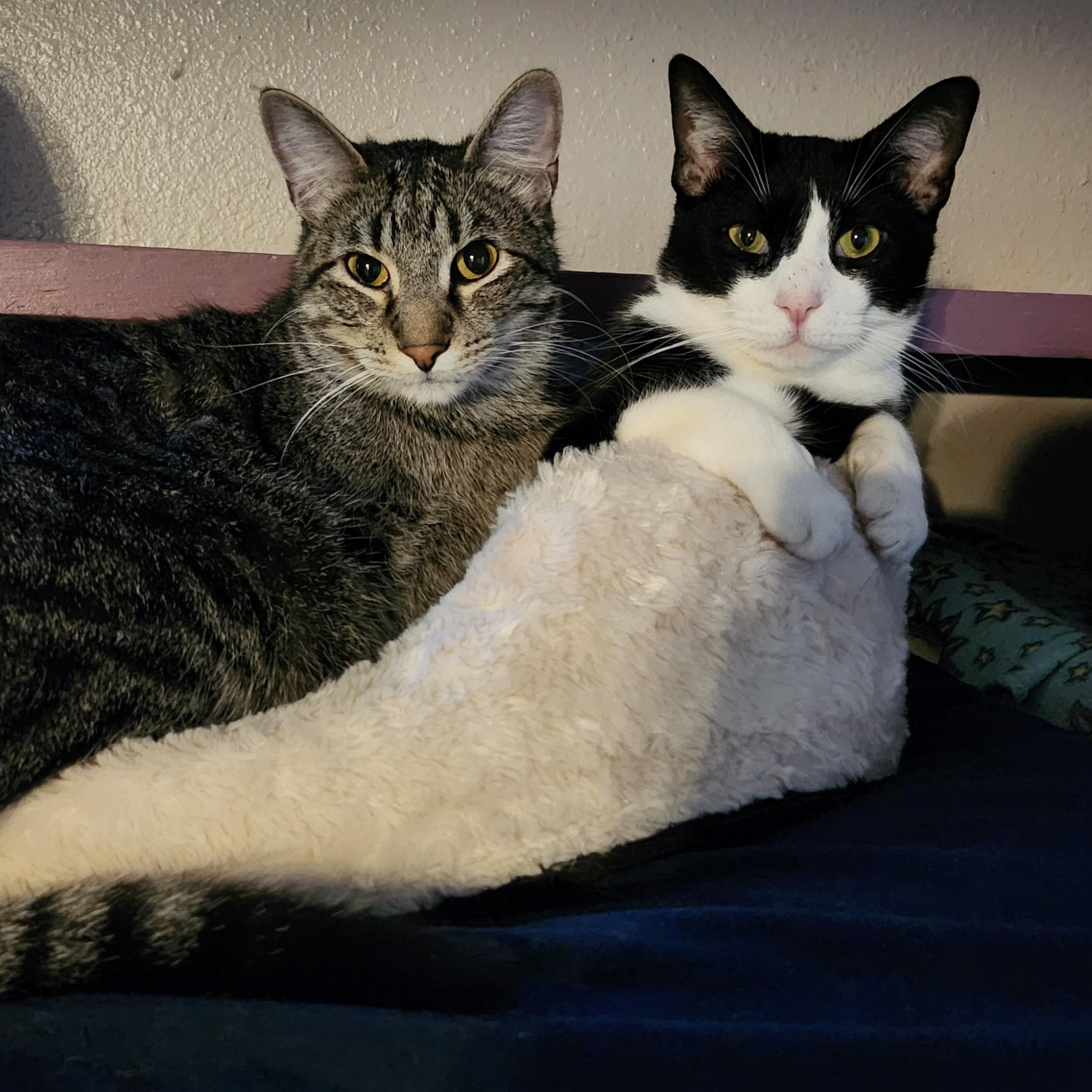 Enlarge Beetle, an adoptable Domestic Short Hair in Tahlequah, OK image 4/6