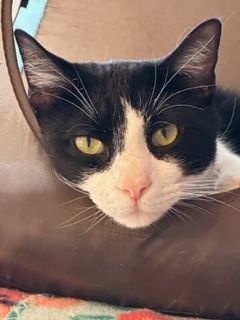 Enlarge Beetle, an adoptable Domestic Short Hair in Tahlequah, OK image 3/6