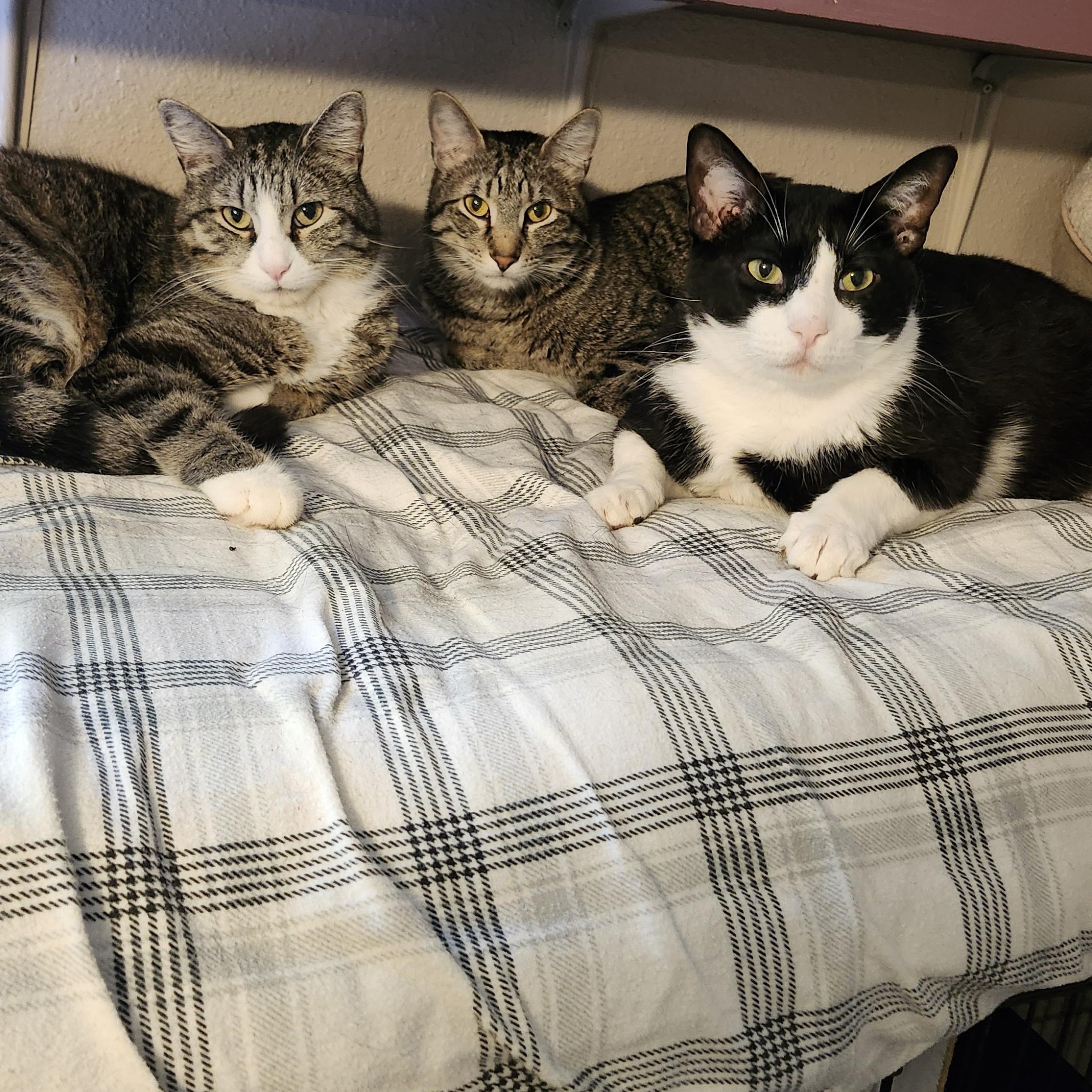 Enlarge Beetle, an adoptable Domestic Short Hair in Tahlequah, OK image 6/6