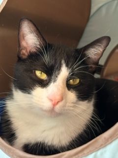 Enlarge Beetle, an adoptable Domestic Short Hair in Tahlequah, OK image 5/6