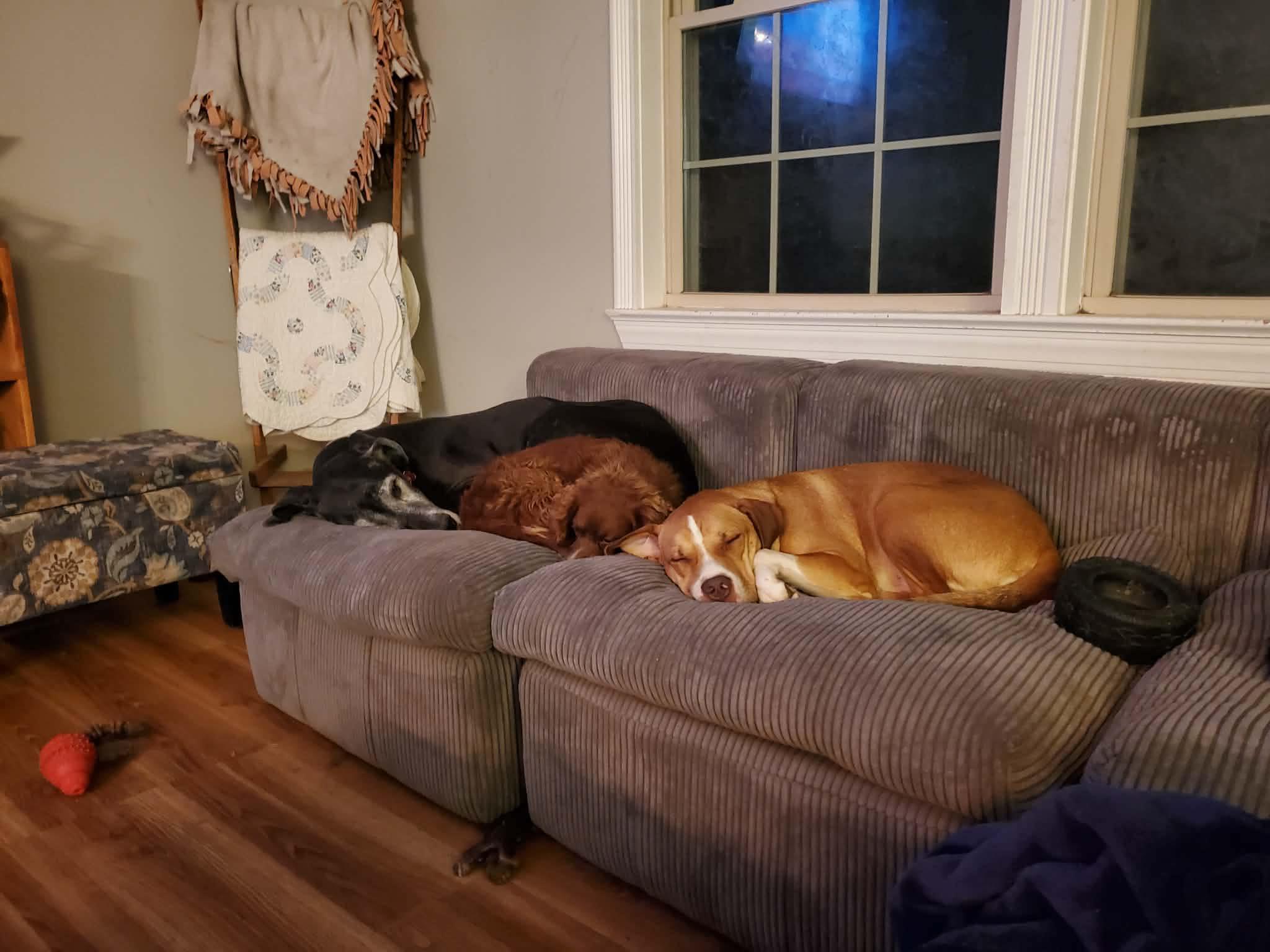 Enlarge Butter, a Adoptable mixed breed in HONEY BROOK, PA image 5/6