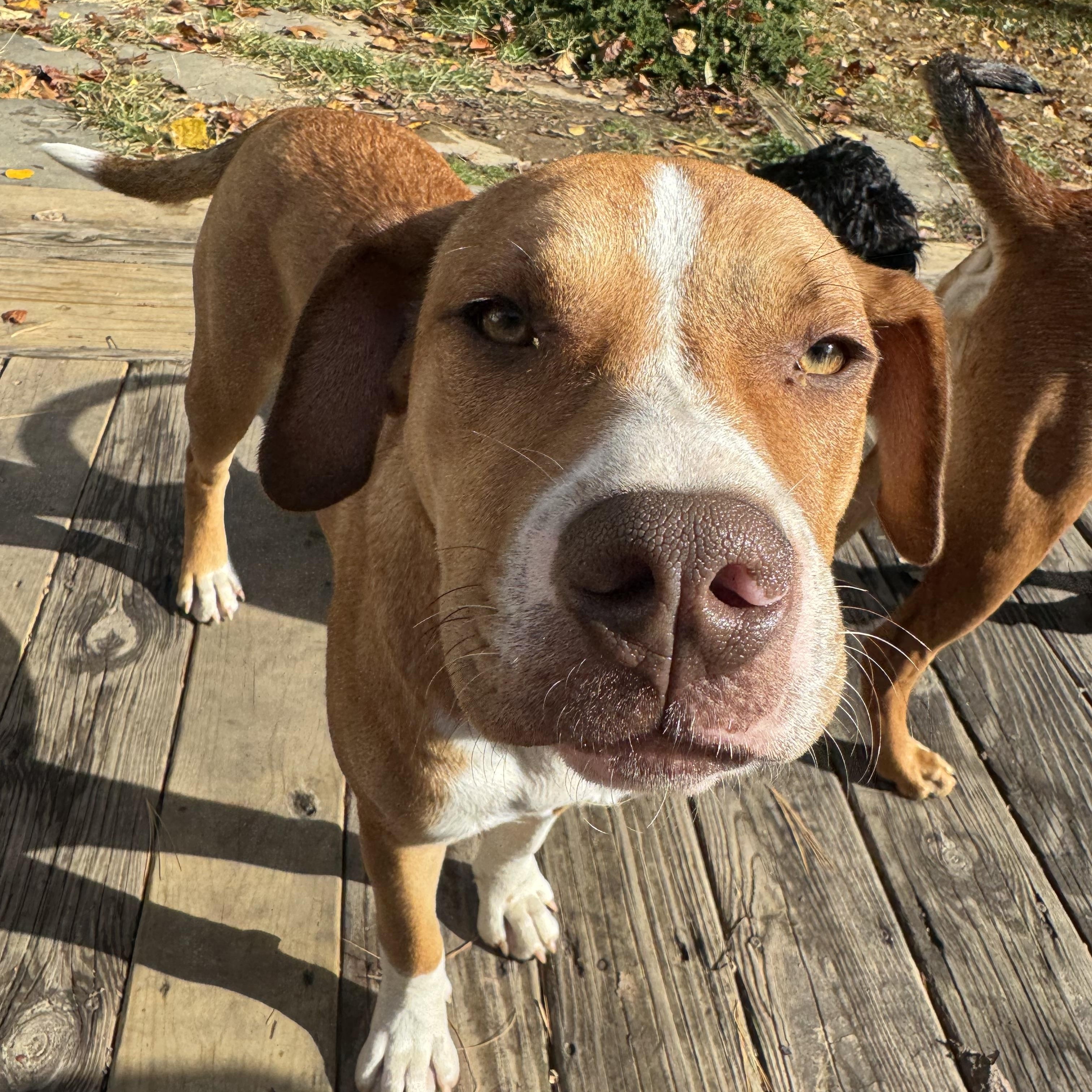 Enlarge Butter, a Adoptable mixed breed in HONEY BROOK, PA image 3/6