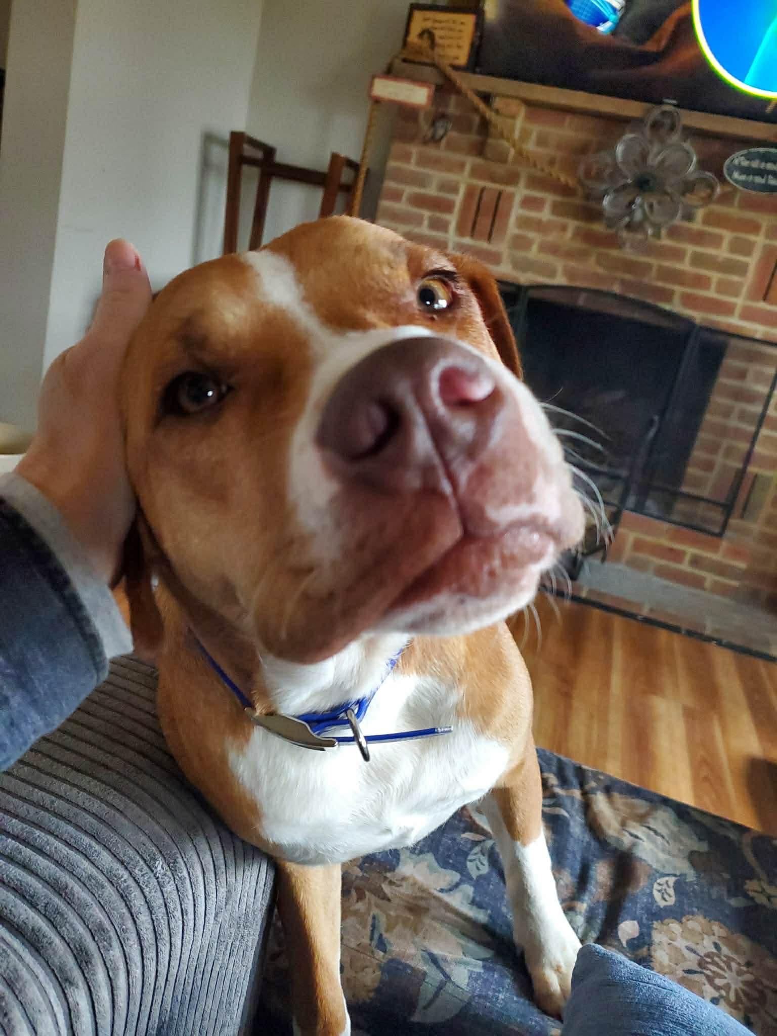 Enlarge Butter, a Adoptable mixed breed in HONEY BROOK, PA image 6/6