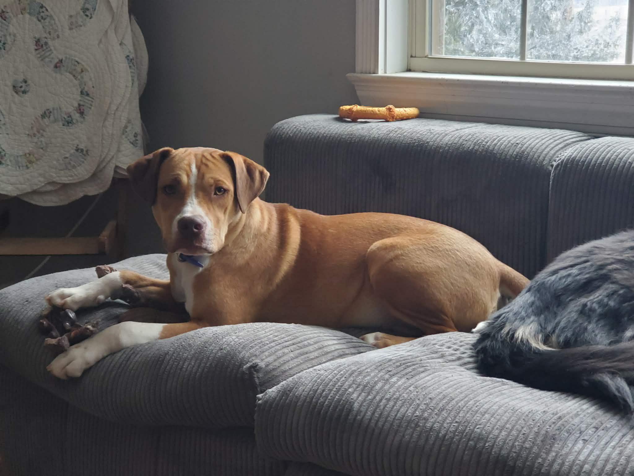 Enlarge Butter, a Adoptable mixed breed in HONEY BROOK, PA image 2/6