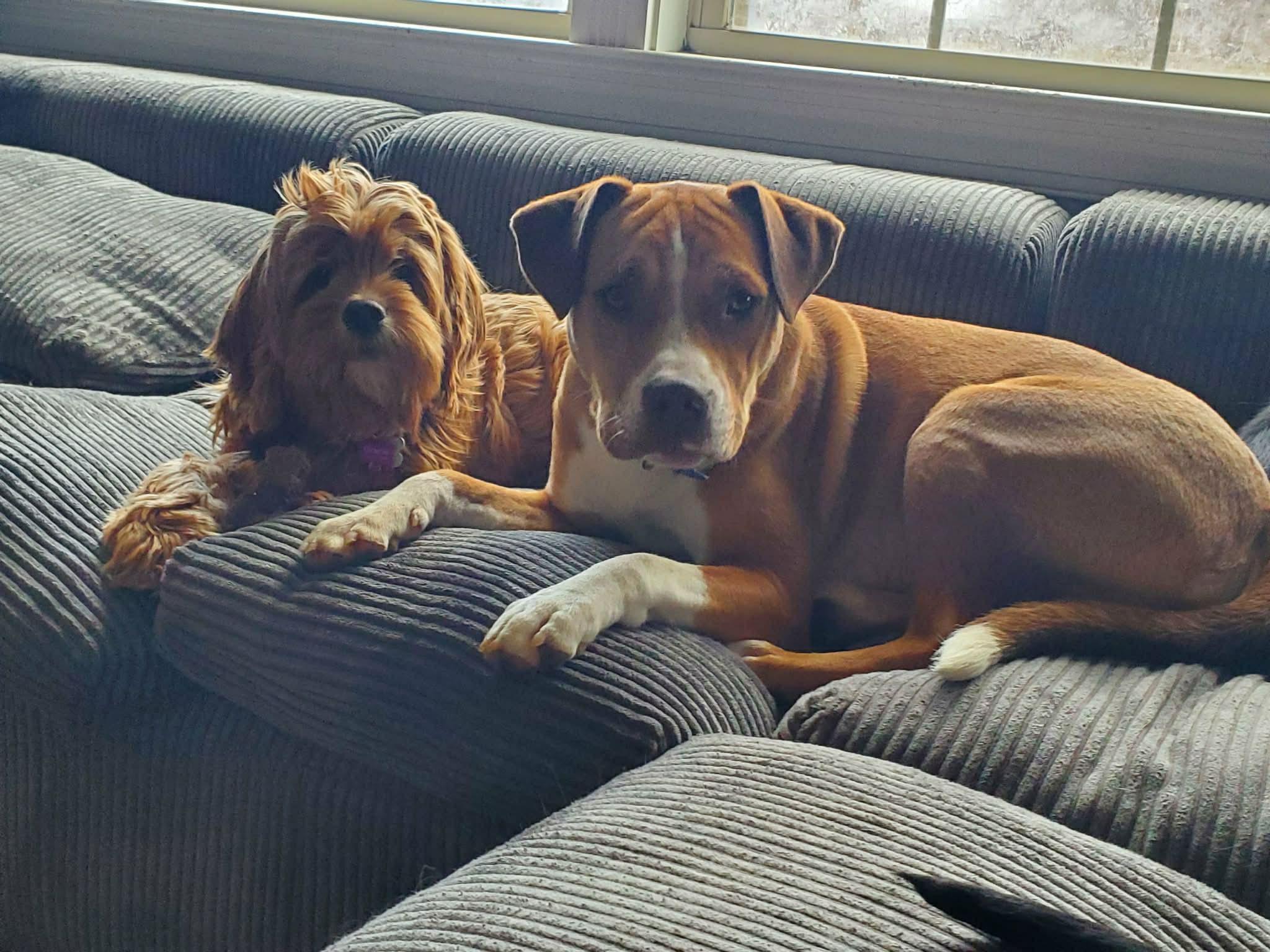 Butter, Adoptable, Young Male Boxer.