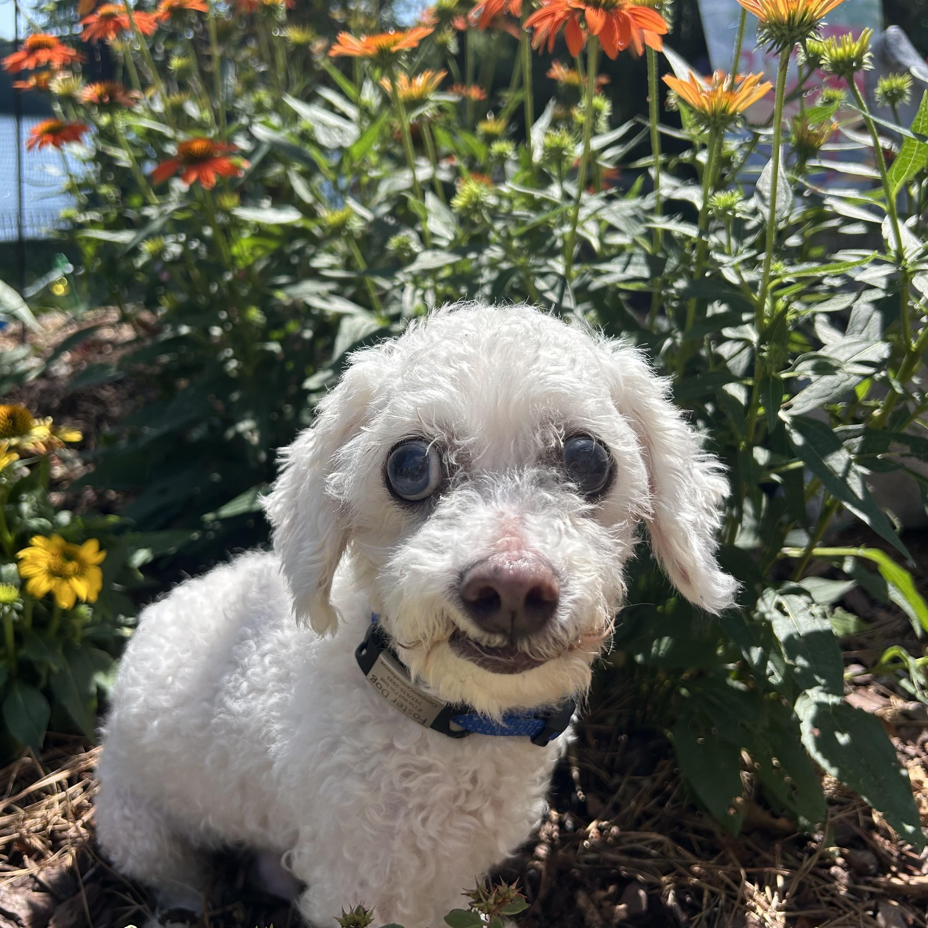 Chester, a ADOPTABLE Miniature Poodle in Suffolk, VA image 1/5