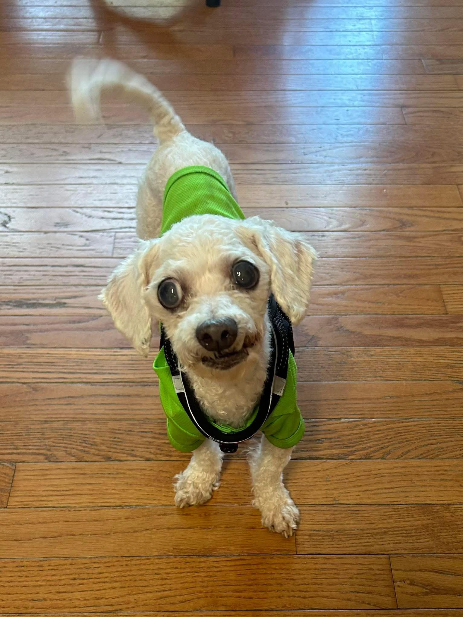 Chester, ADOPTABLE, Senior Male Miniature Poodle.