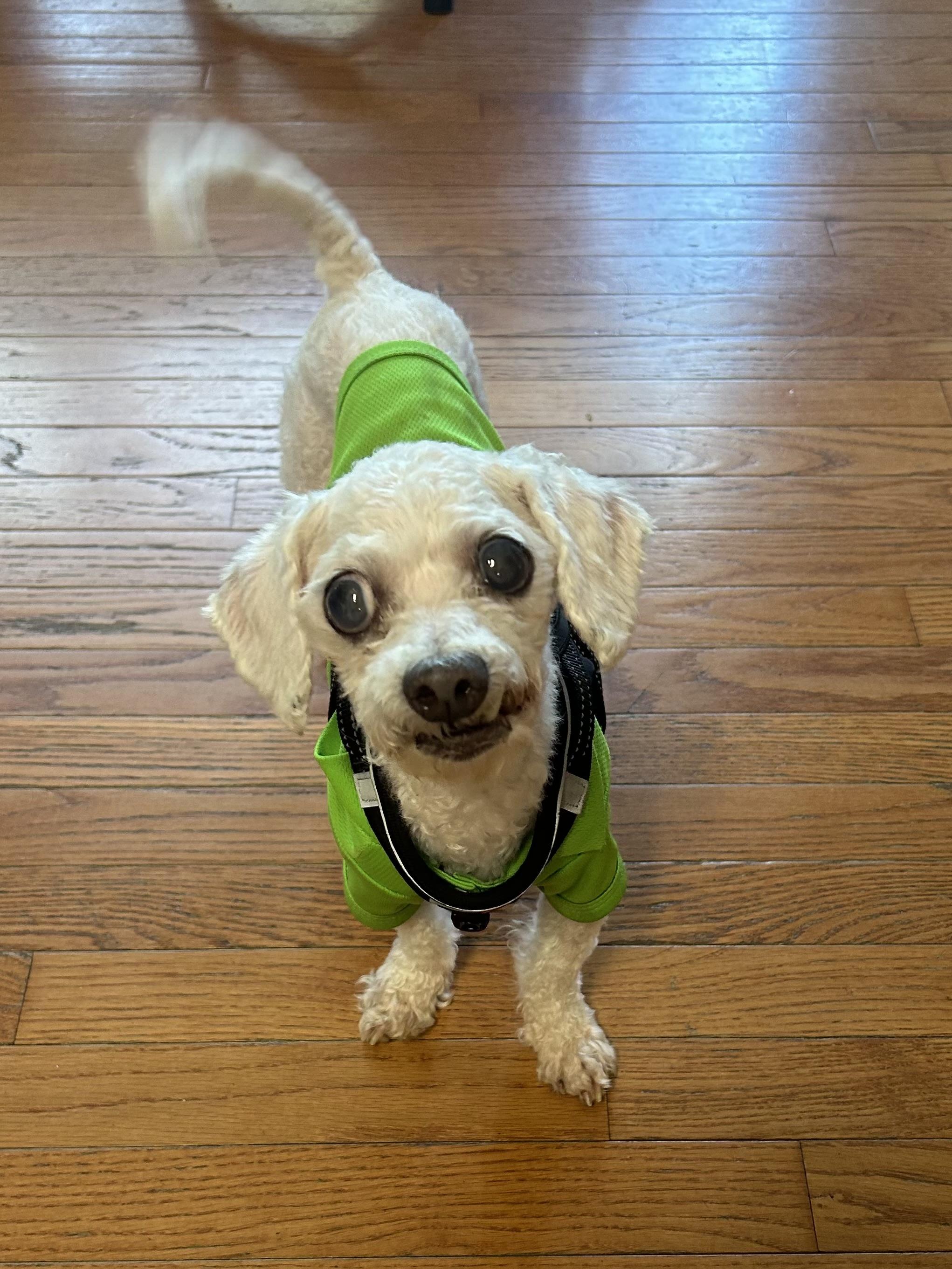 Chester, a ADOPTABLE Miniature Poodle in Suffolk, VA image 3/5