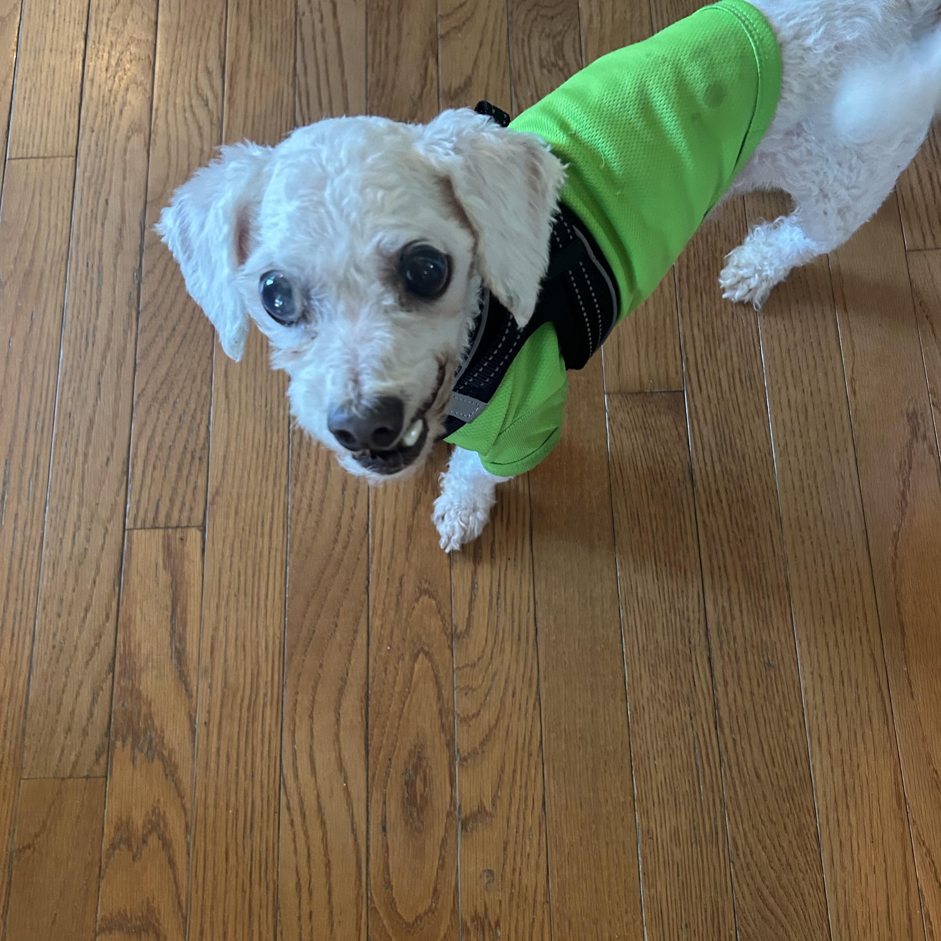 Chester, a ADOPTABLE Miniature Poodle in Suffolk, VA image 4/5