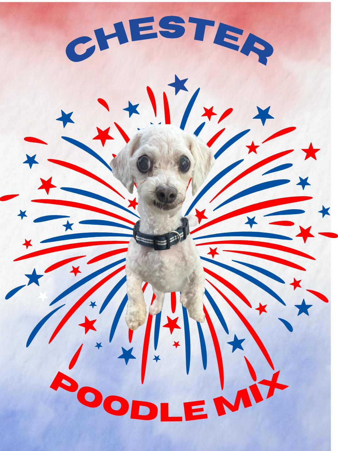 Chester, a ADOPTABLE Miniature Poodle in Suffolk, VA image 2/5