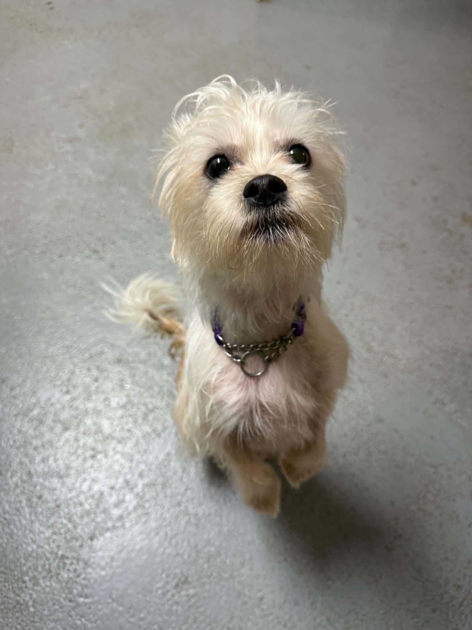 Enlarge Wispy, a Adoptable mixed breed in Lock Haven, PA image 1/2