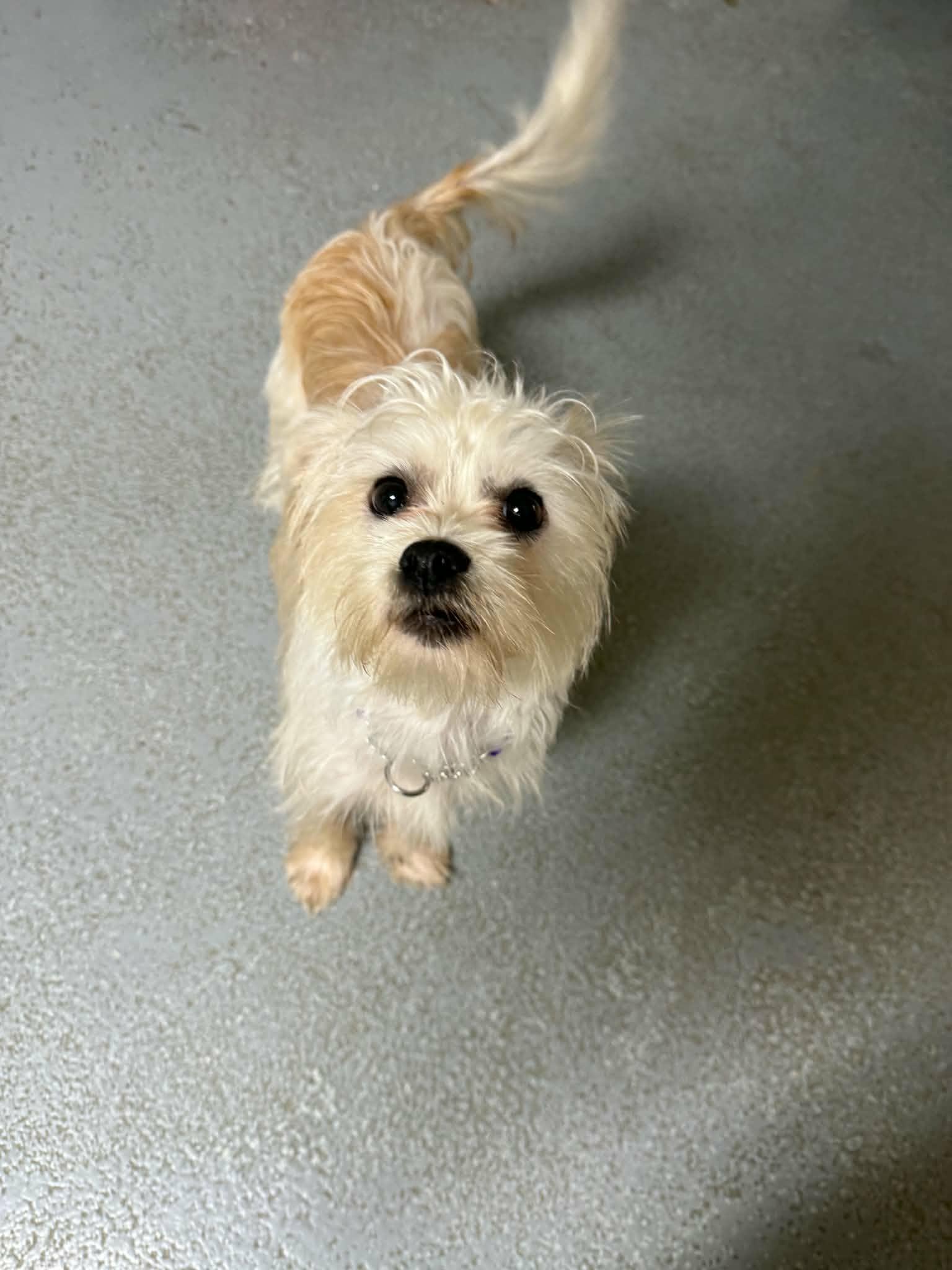Enlarge Wispy, a Adoptable mixed breed in Lock Haven, PA image 2/2
