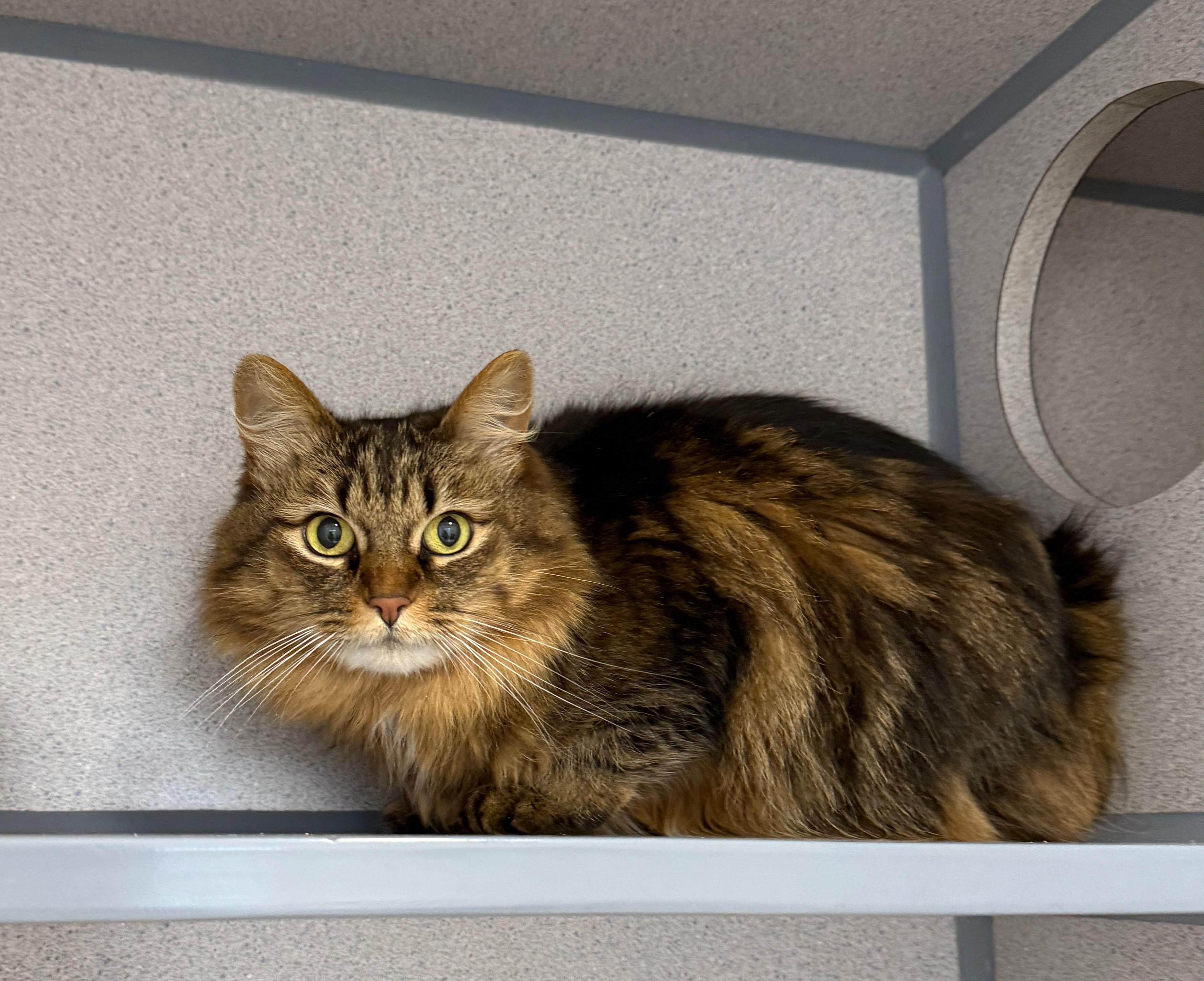 Ziggy, Adoptable, Senior Female Domestic Long Hair.