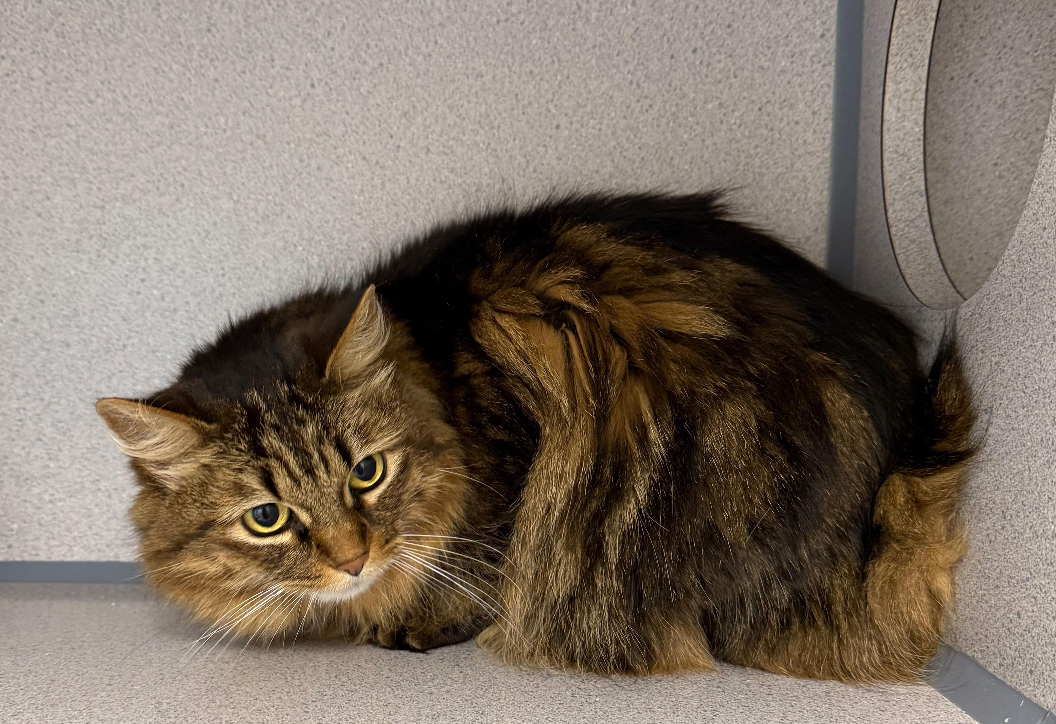 Enlarge Ziggy, a Adoptable Domestic Long Hair in Gardnerville, NV image 2/3